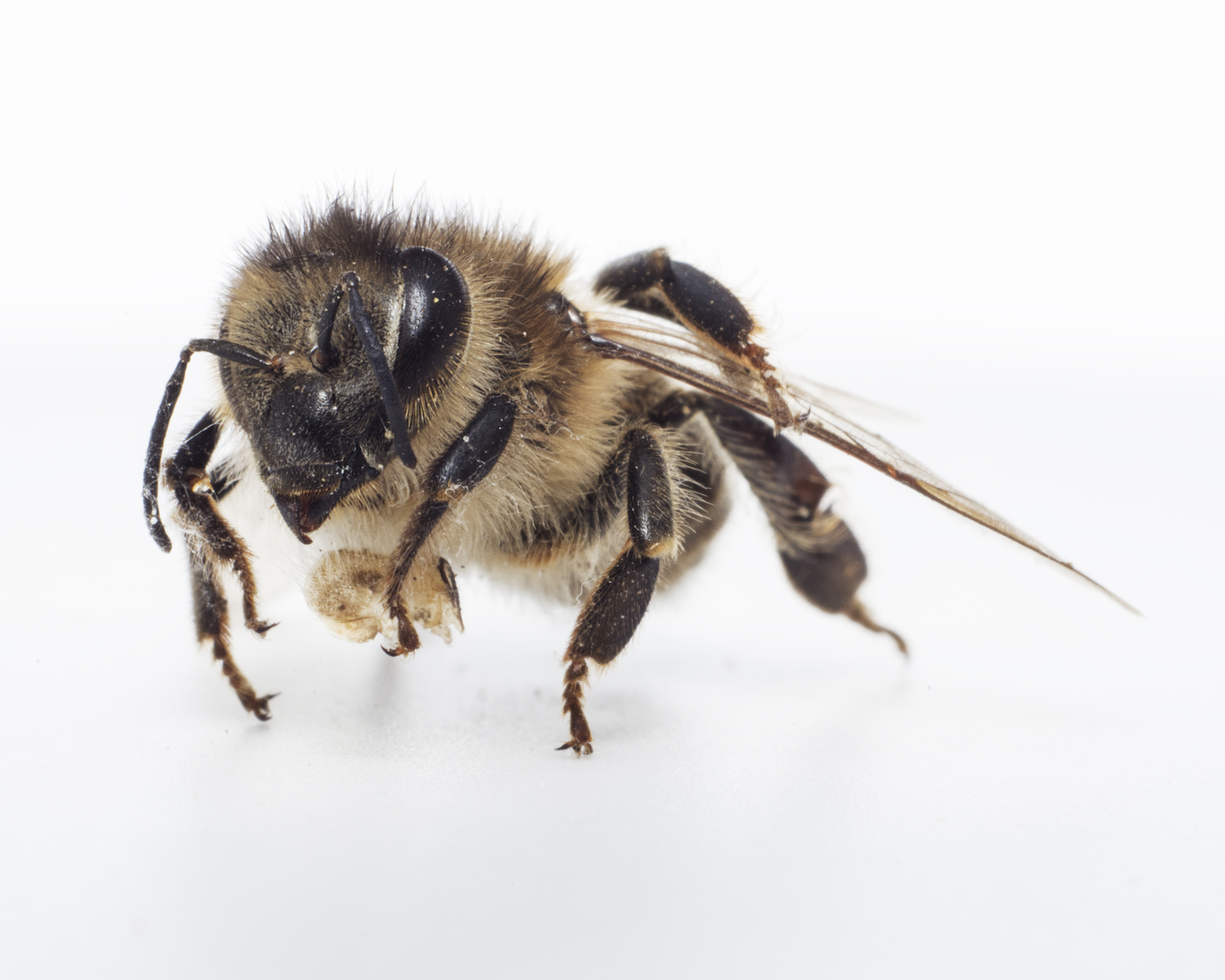 <h3>Afslutning sommer 2016</h3>