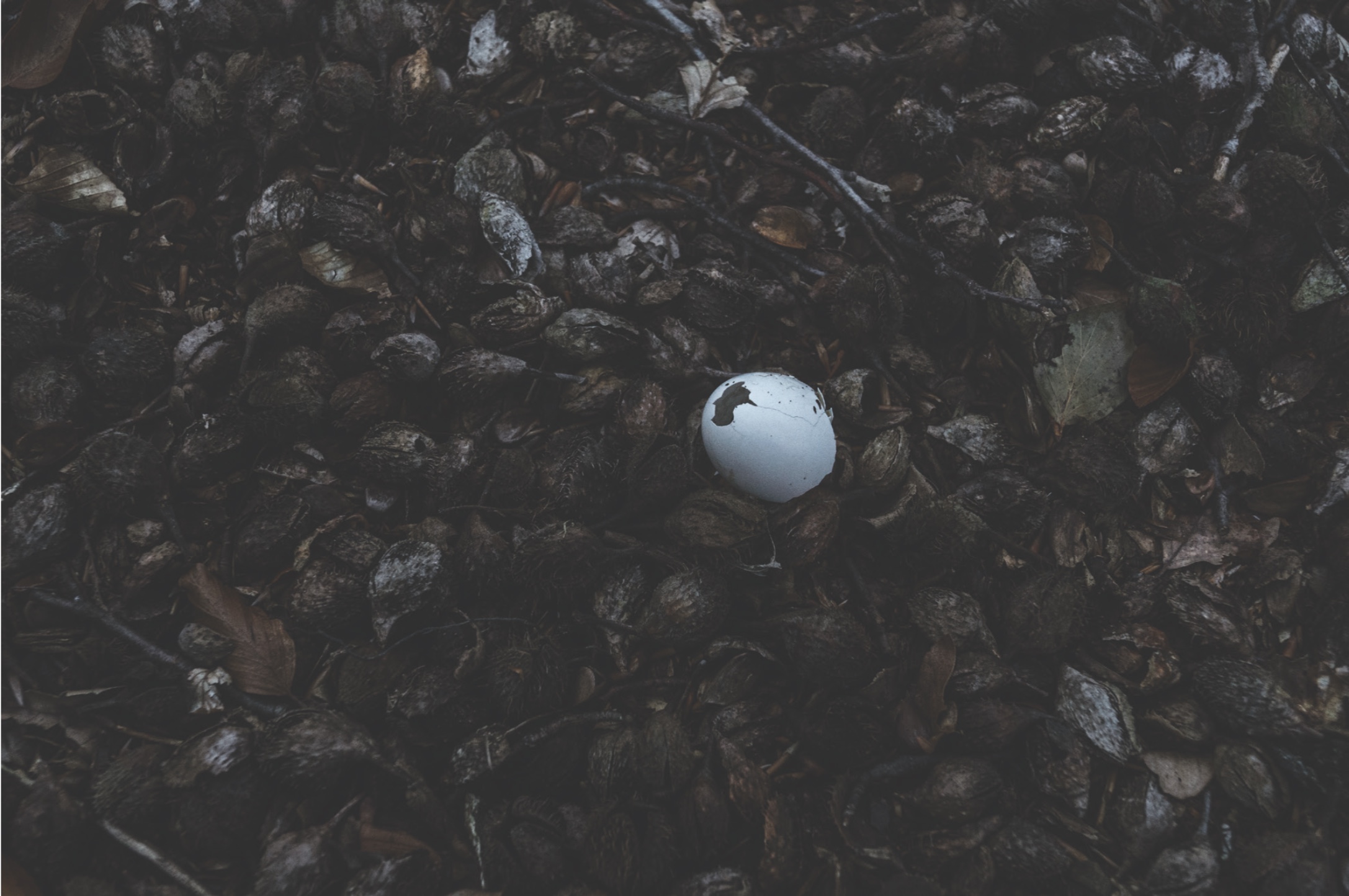 <h3>Bøger efterår 2016</h3>