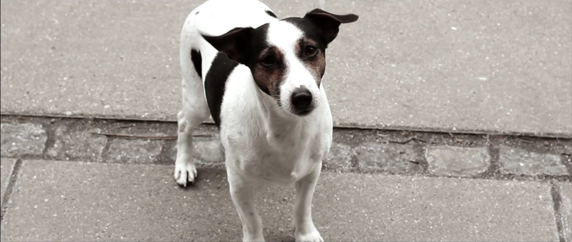 <h3>Han og HUnd</h3>