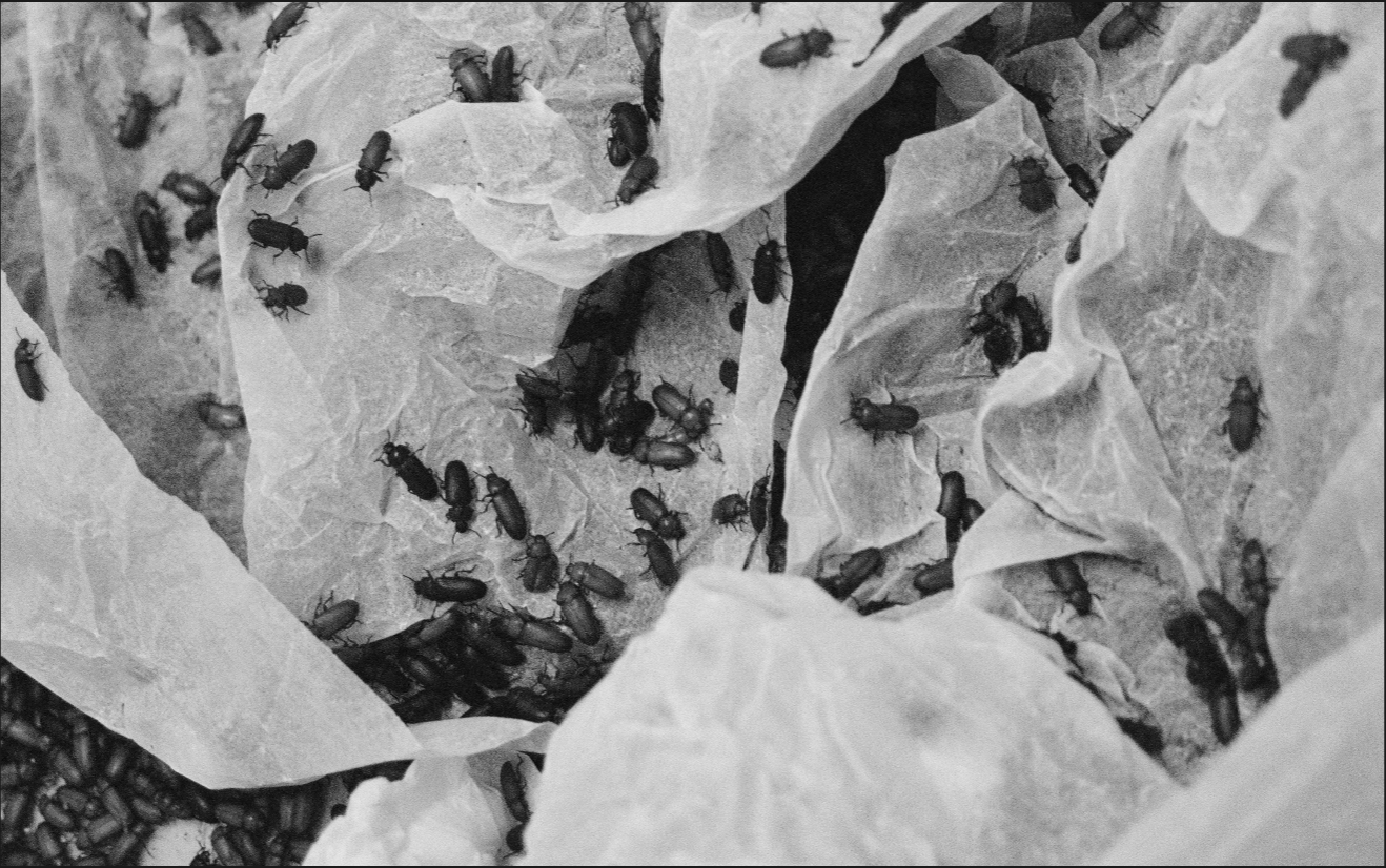 <h3>Bøger efterår 2022</h3>